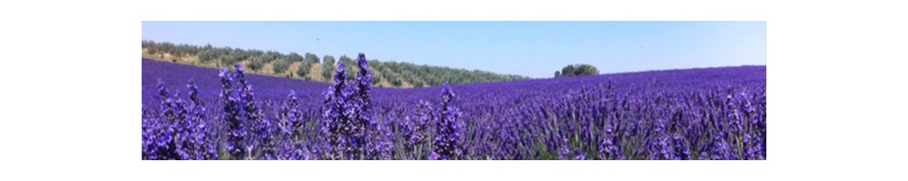 Vente en ligne huile essentielle de lavande fine bio