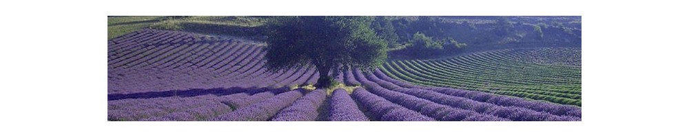 Huile essentielle de lavandin grosso BIO | Livraison express depuis la France